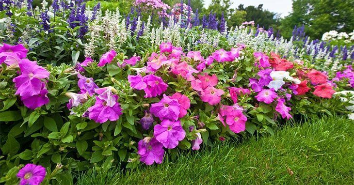 How to Pick the Best Plants for Your Landscape (Proven Tips In 2019) How to Pick the Best Plants for Your Landscape (Proven Tips In 2019)