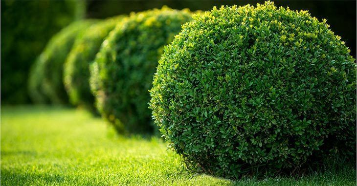 How to Pick the Best Plants for Your Landscape (Proven Tips In 2019) How to Pick the Best Plants for Your Landscape (Proven Tips In 2019)