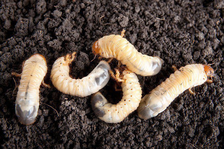 Five-grubs-laying-in-soil-how-to -get-rid-of-June-bugs