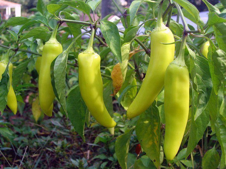 Fresh-banana-pepper-in-a-farm-when-to-pick-banana-pepper