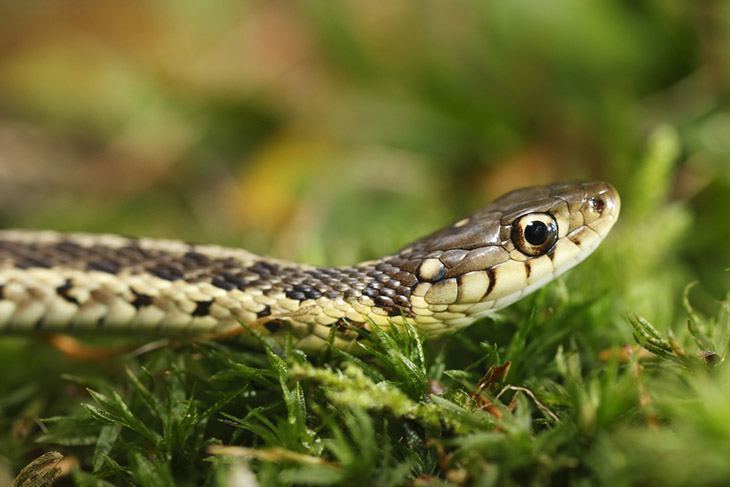 Garden-snake-laying-in-the-grass-how-to -get-rid-of-June-bugs