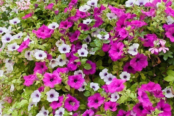 Grandiflora-petunias-in-multiple-colors-how-to-deadhead-petunias 