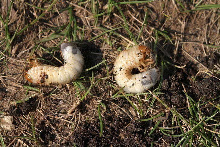 Grubs-laying-in-destroyed-grass-how-to -get-rid-of-June-bugs