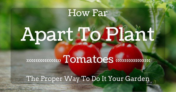 How Far Apart to Plant Tomatoes?