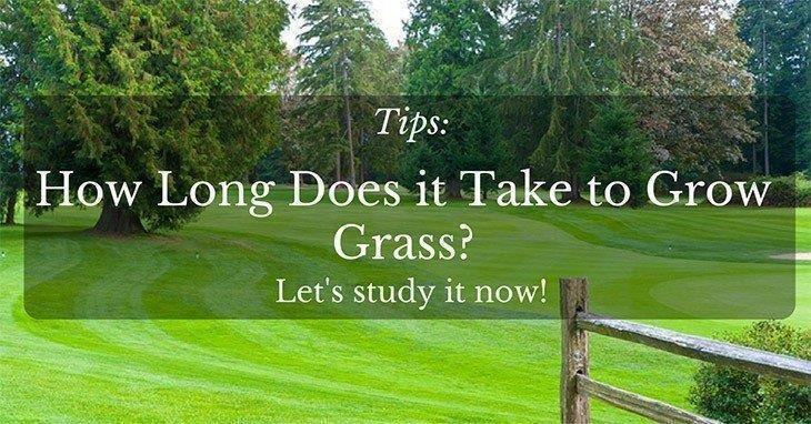 How-Long-Does-it-Take-to-Grow-Grass-3