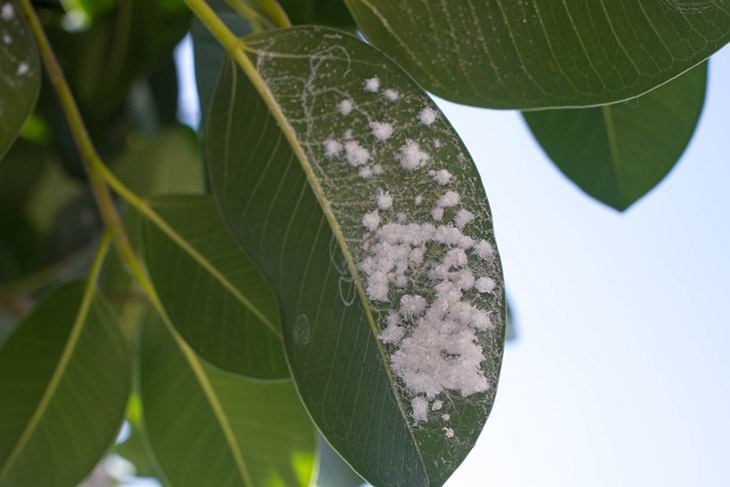 How-mealybugs-attach-healthy-leaves-how-to-get-rid-of-mealybugs