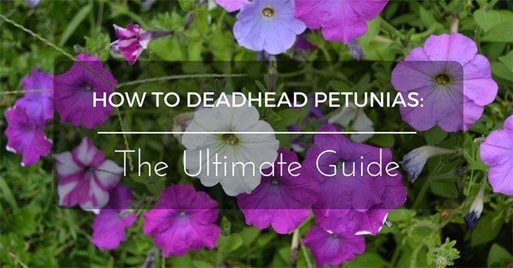 How to Deadhead Petunias