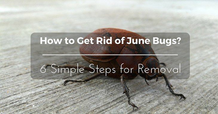 How to Get Rid of June Bugs