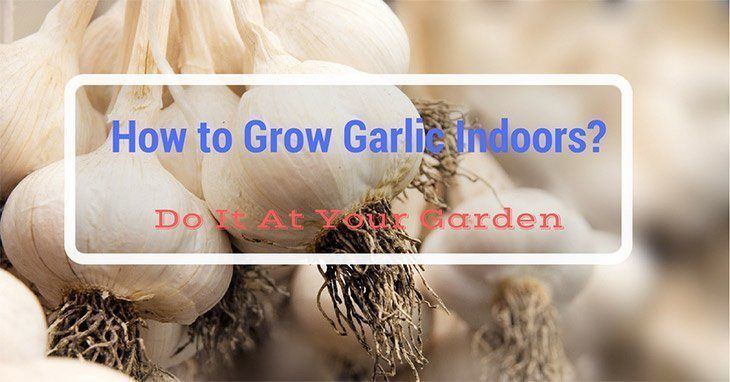 How to Grow Garlic Indoors