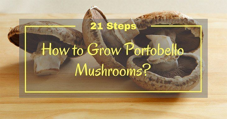 How to grow Portobello mushrooms