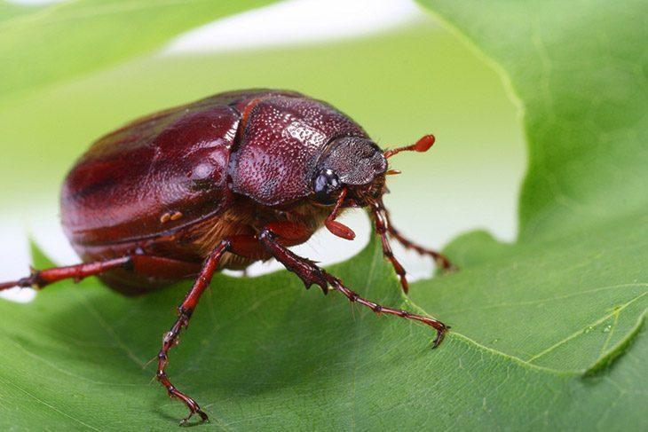 June-Bug-eating-a-leaf-