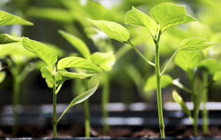 When to Transplant Seedlings: Learn All You Need to Know