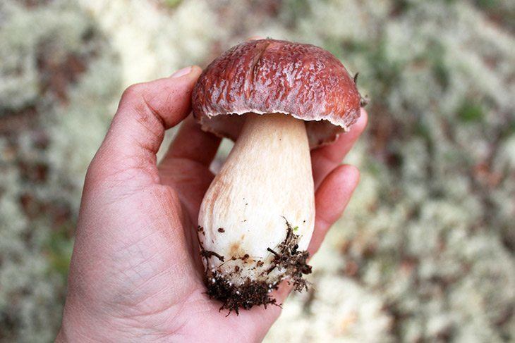 Portobello-mushroom-ready-for-consumption-how-to-grow-portobello-mushrooms