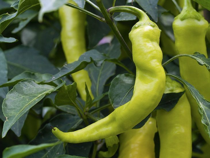 Ripe-banana-pepper-ready-to-harvesting-when-to-pick-banana-pepper