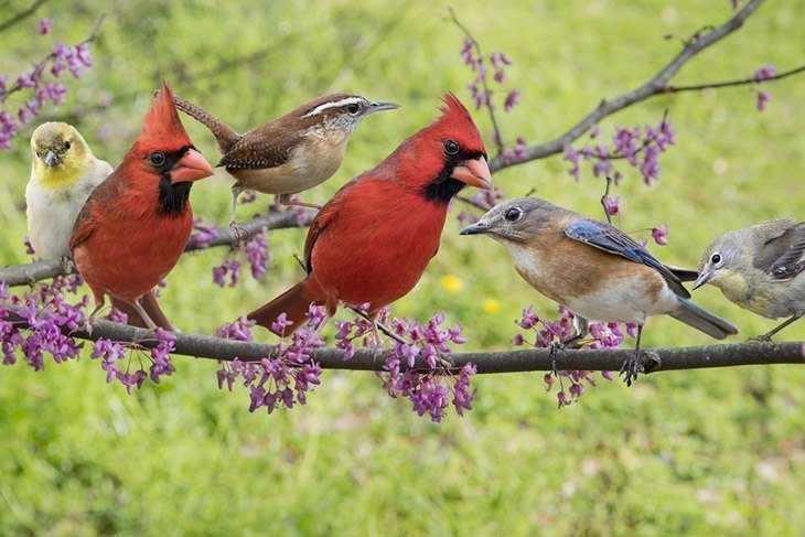 Six-songbirds-on-a-branch-how-to -get-rid-of-June-bugs