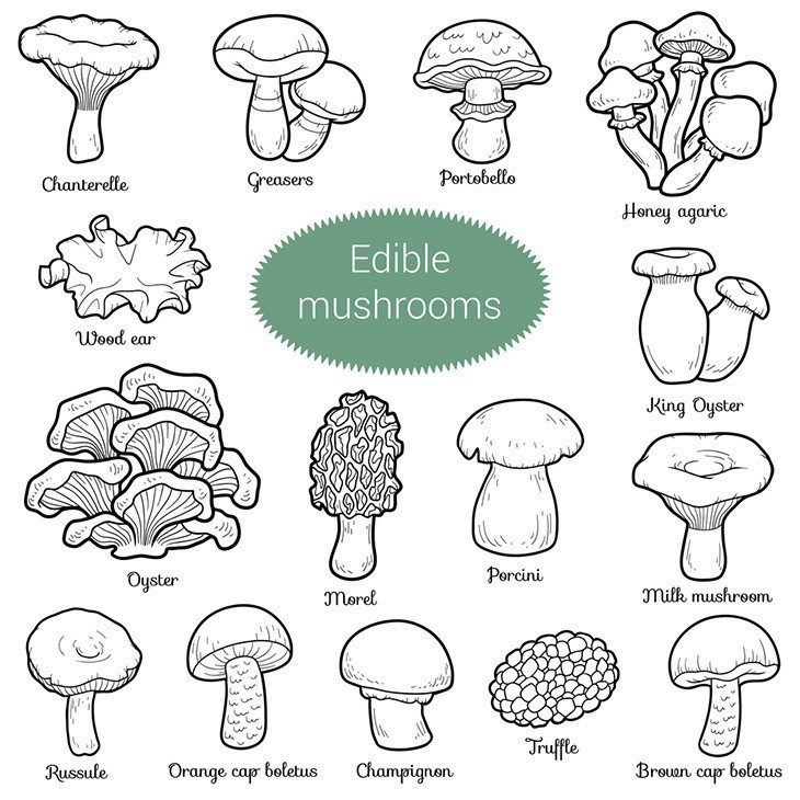 Types-of-edible-mushrooms-how-to-grow-portobello-mushrooms