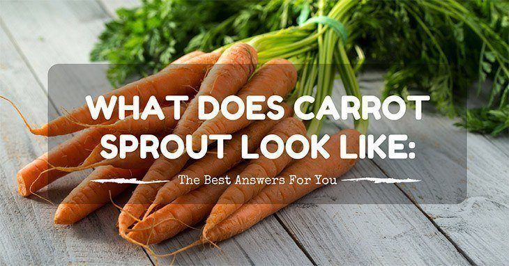 what does carrot sprout look like