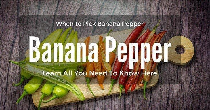 When-to-pick-banana-pepper