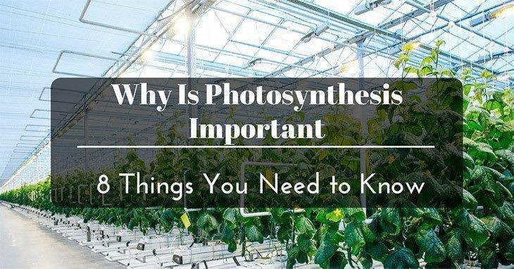 Why-Is-Photosynthesis-Important