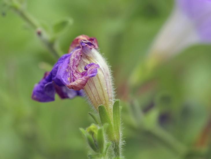 Wilting-petunia-flower-that-needs-deadhead-how-to-deadhead-petunias 