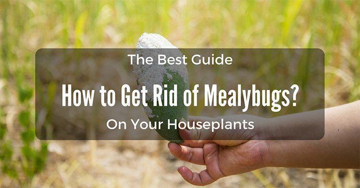 how-to-get-rid-of-mealybugs