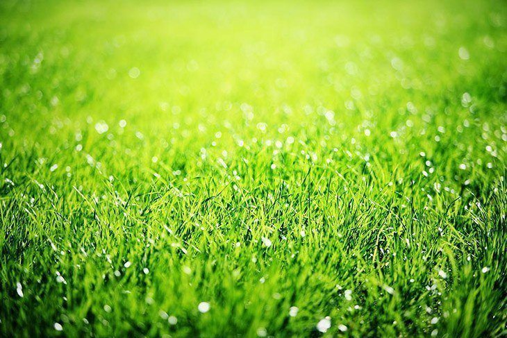 Beautiful-grass-up-close-in-focus-How-Long-for-Grass-Seed-to-Germinate