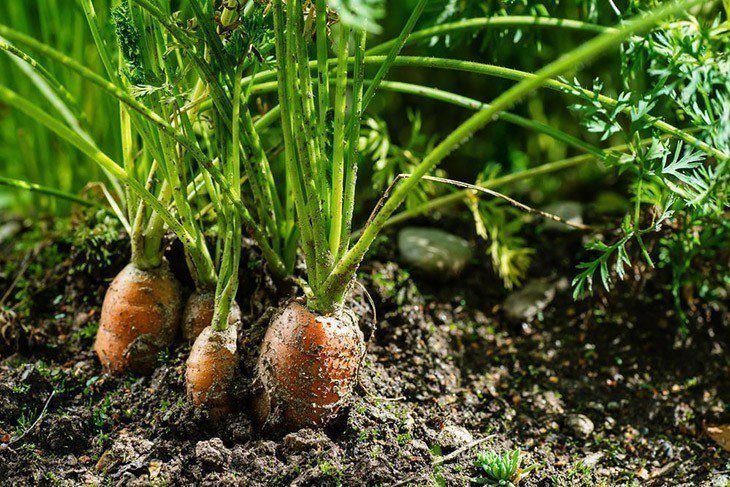 Carrot-tops-popping-out-of-ground-How-Long-Do-Carrots-Last