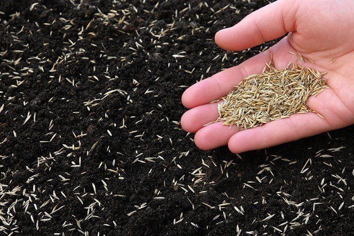 Grass seeds spread across soil_How Long for Grass Seed to Germinate