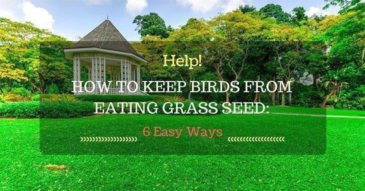 How-to-Keep-Birds-from-Eating-Grass-Seed