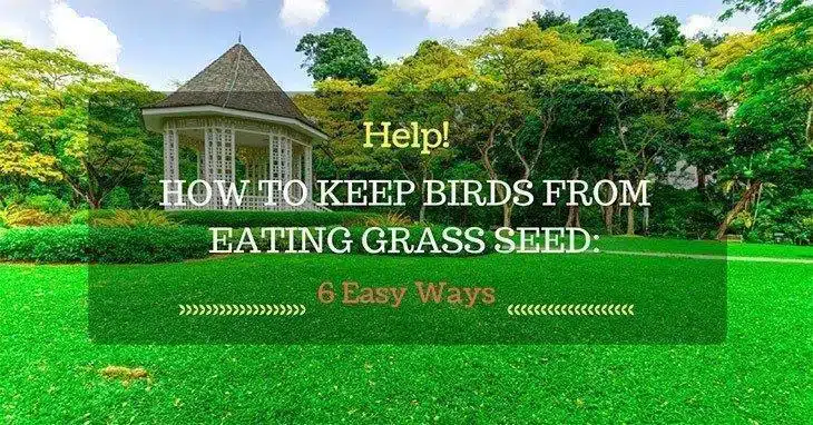 How-to-Keep-Birds-from-Eating-Grass-Seed