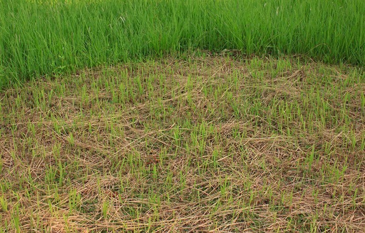 Newly-planted-grass-covered-with-straw-How-Long-for-Grass-Seed-to-Germinate