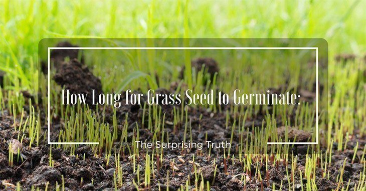 Newly planted grass seed sprouting_How Long for Grass Seed to Germinate