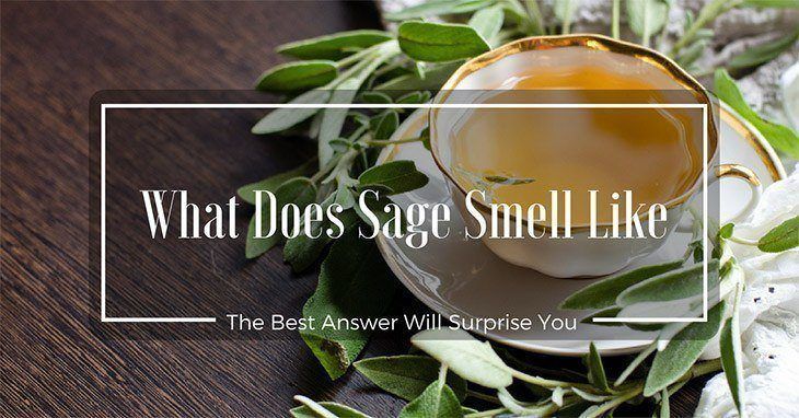 What Does Sage Smell Like