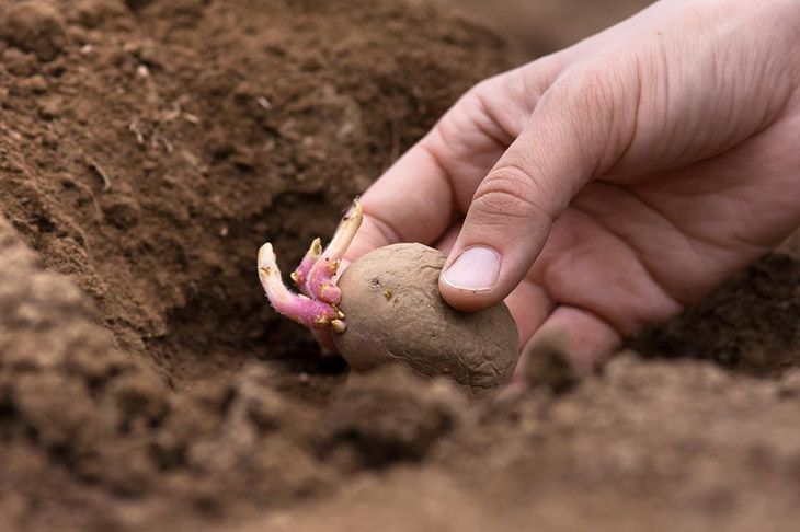 Hand-putting-in-sprouted-seed-potato-how-long-do-potatoes-take-to-grow