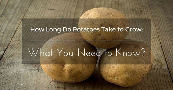 How Long Do Potatoes Take to Grow