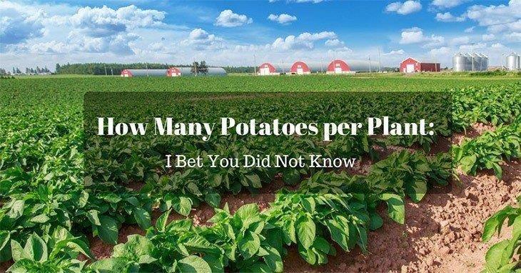 How-Many-Potatoes-per-Plant