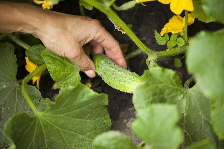 A hand picking cucumbers from the garden