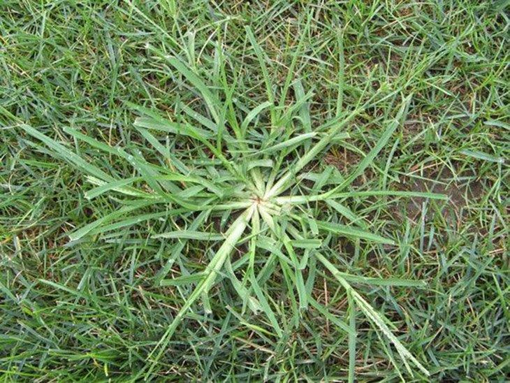 Add-Mulch-to-Garden-Beds-how-to-kill-dallisgrass