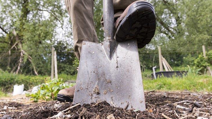 Digging up weeds with shovel _How to Kill Dallisgrass