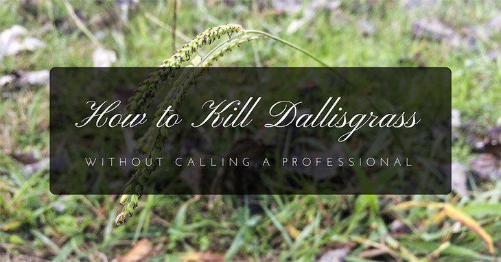 How to kill dallas grass