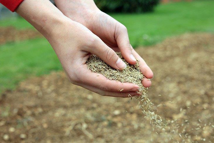 how to scatter grass seed by hand