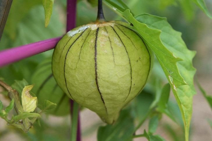 Tomatillo-hanging-in-the-garden-How-to-Store-Tomatillo