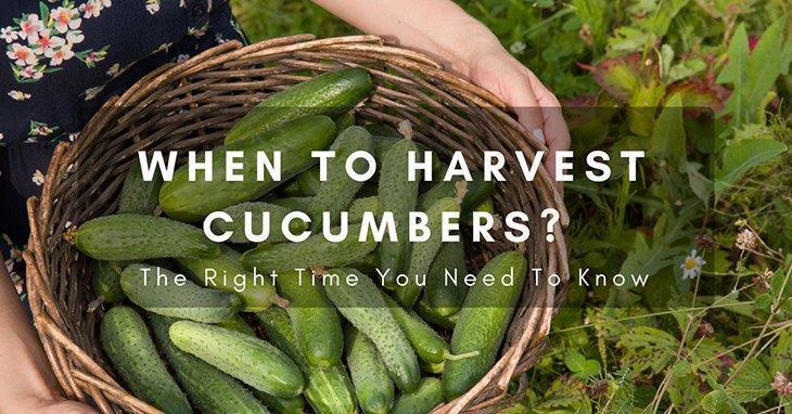 When To Harvest Cucumbers The Right Time You Need To Know