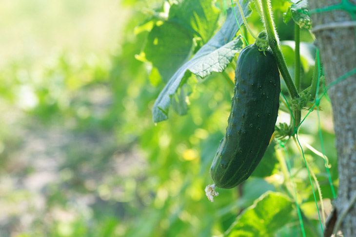 Young and fresh cucumber in an open ground
