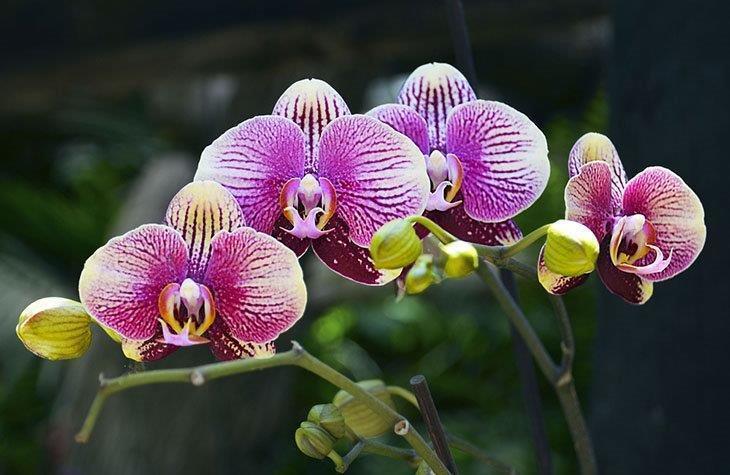 A-Phalaenopsis--orchid-flower-in-a-tropical-garden-How-to-Transplant-Orchids