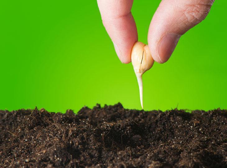 A hand planting chickpea seedlings in the ground 