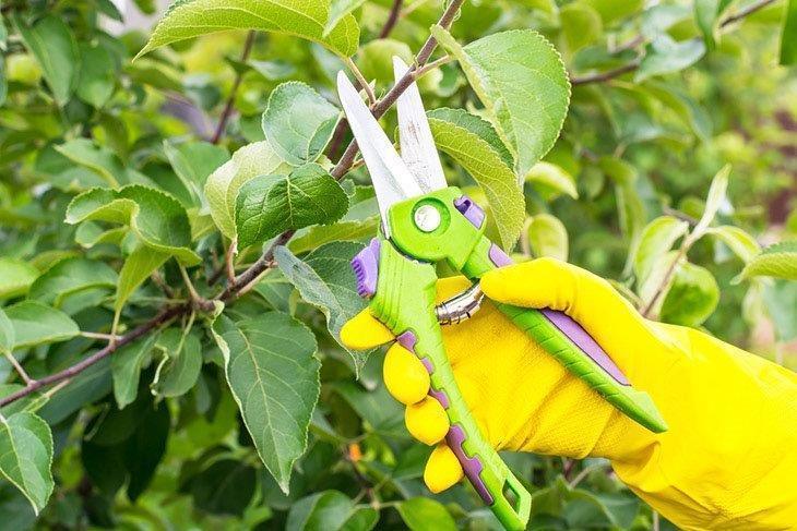 A-hand-with-a-garden-pruner-that-will-cut-off-branches-of-flowers-and-trees-best-hand-pruners