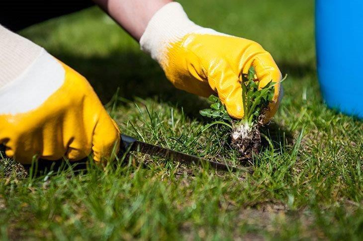 A-man-removing-weeds-from-the-lawn-Best-Weeder