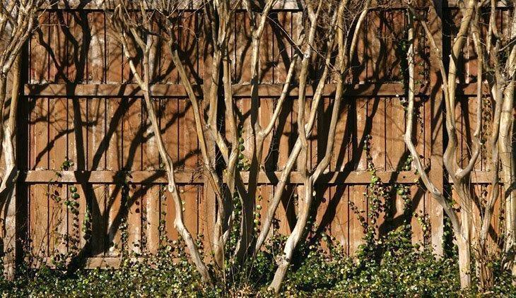 Bare-crepe-myrtle-trees-how-to-prune-crepe-myrtle