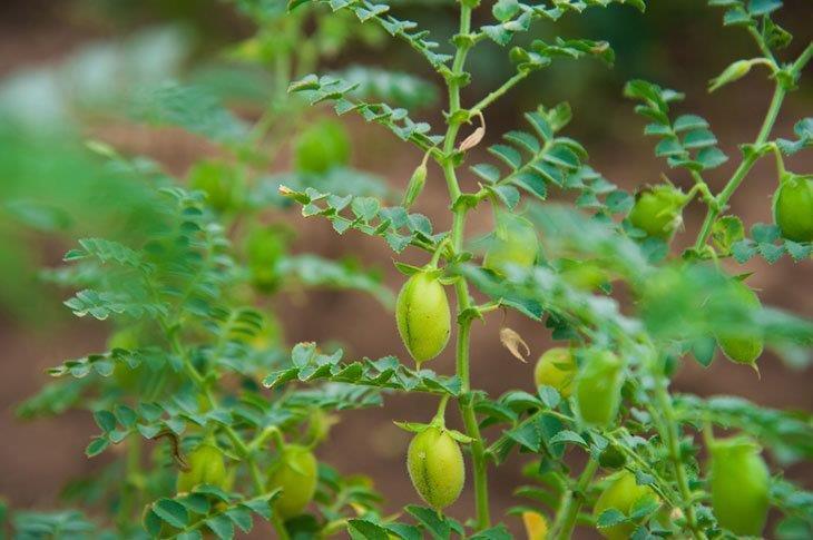 Green-pod-chickpeas-how-to-grow-chickpeas-how-to-grow-chickpeas